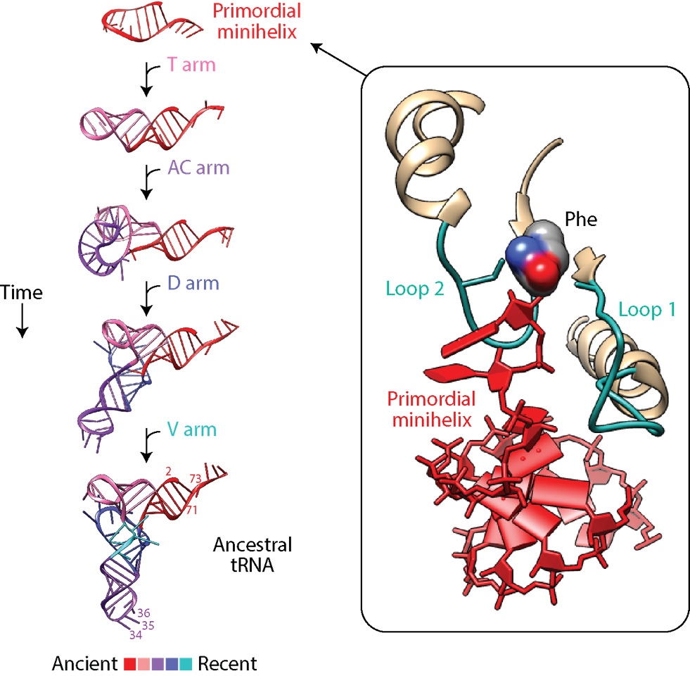 Diagram showing the evolution of transfer RNA