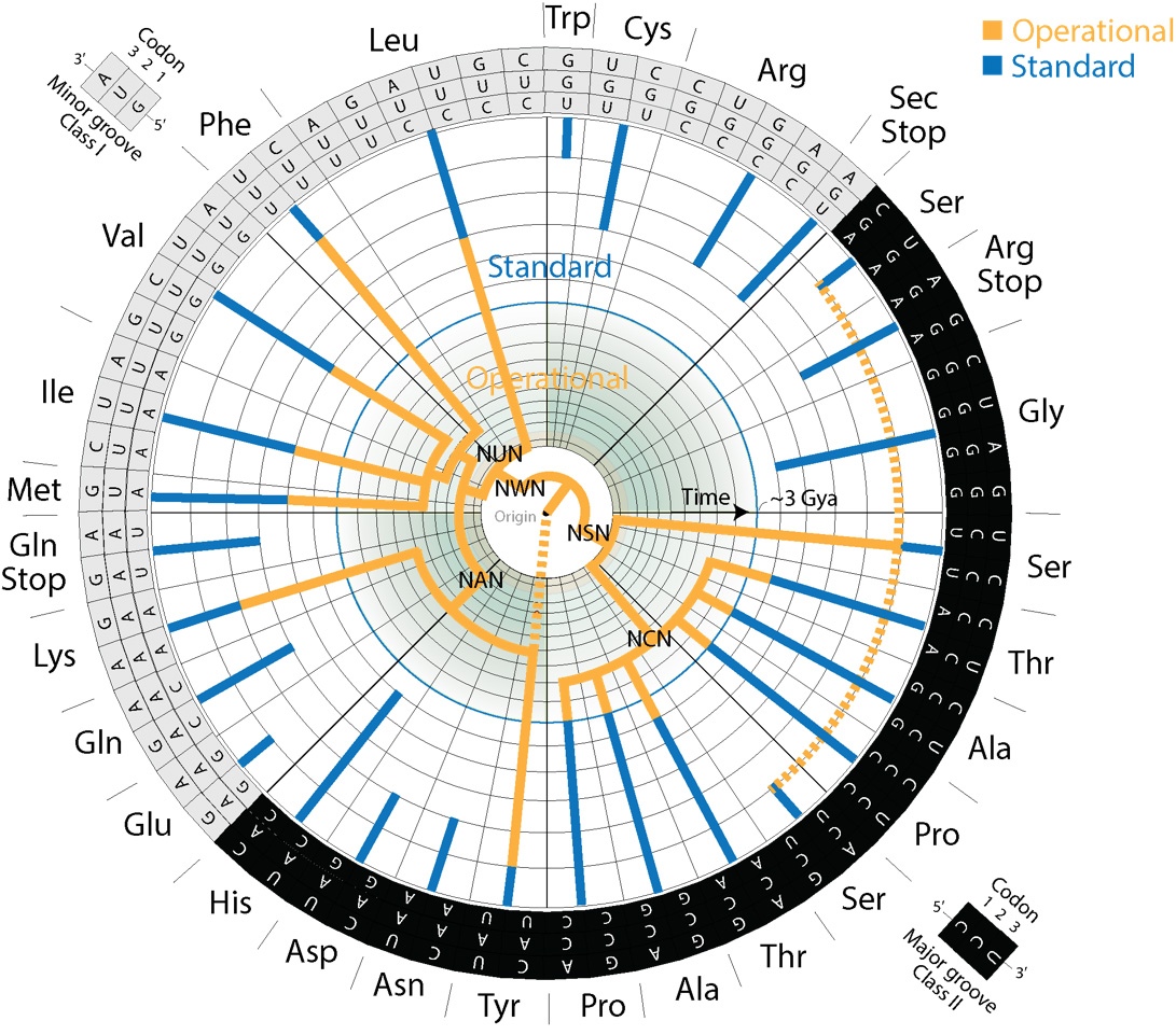 Scientific illustration related to the evolution of the genetic code