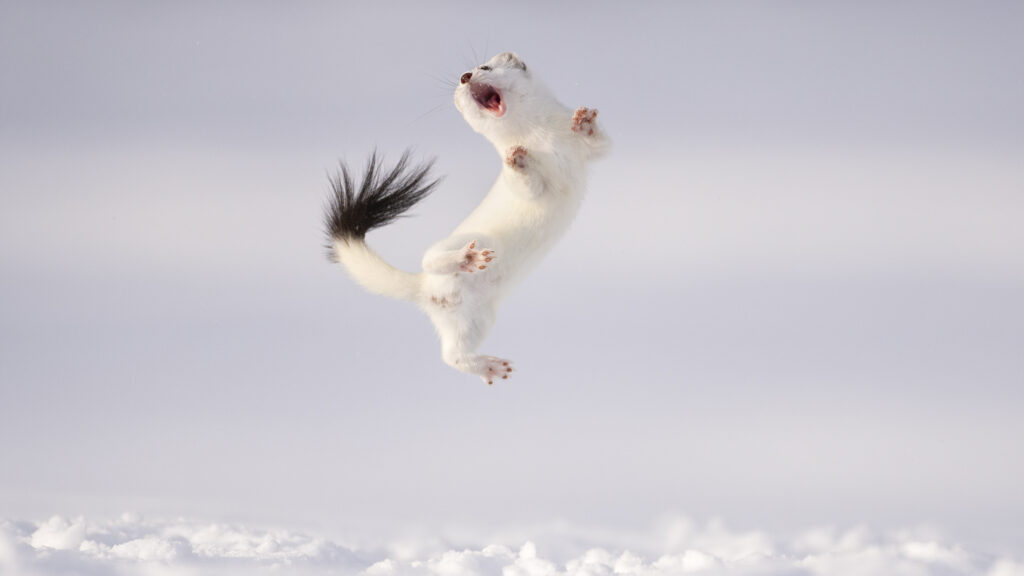 The stoat mid-air, twisting, mouth open. Displays like this one are what researchers describe as dancing.