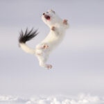 The stoat mid-air, twisting, mouth open. Displays like this one are what researchers describe as dancing.