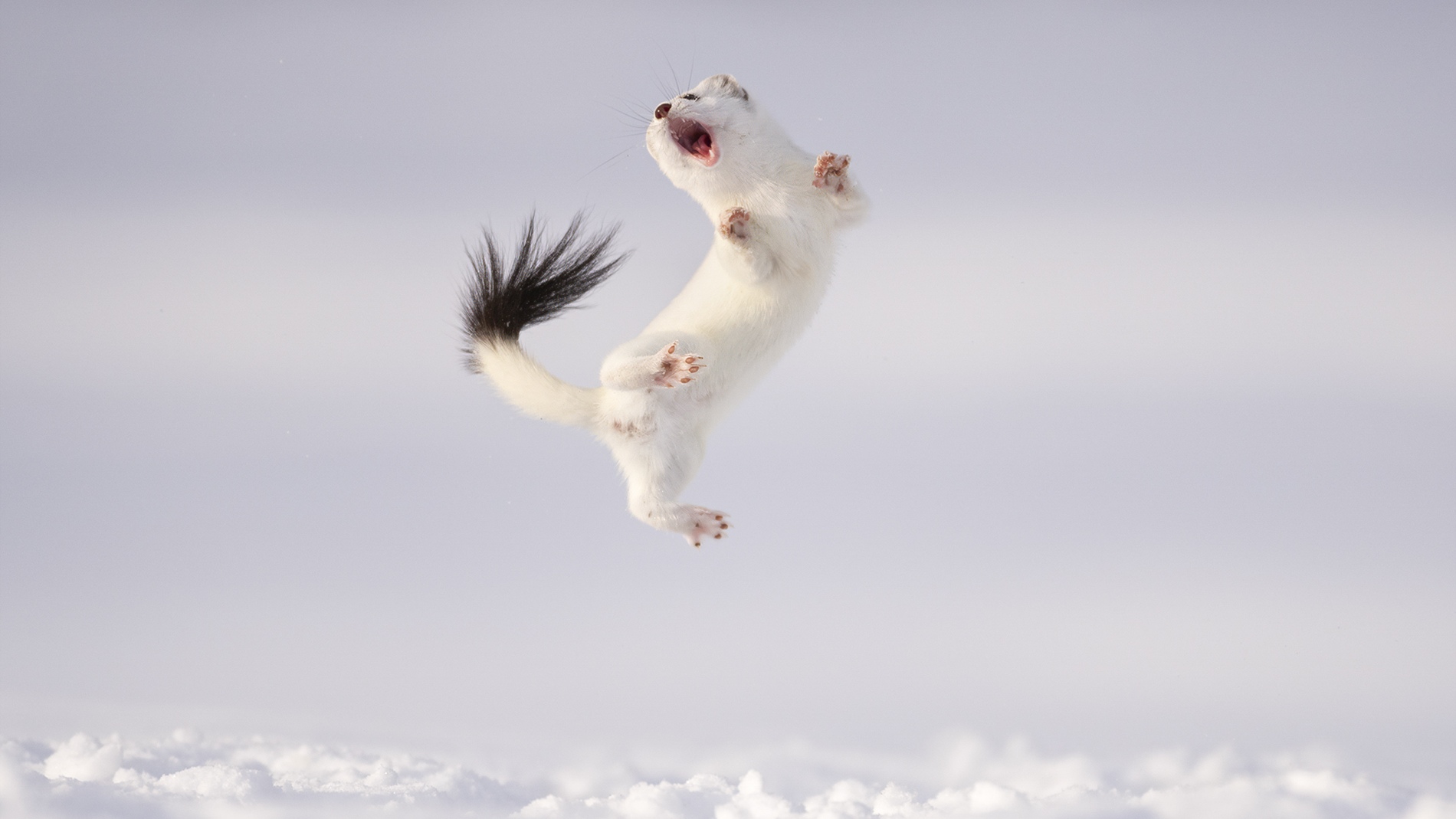 The stoat mid-air, twisting, mouth open. Displays like this one are what researchers describe as dancing.