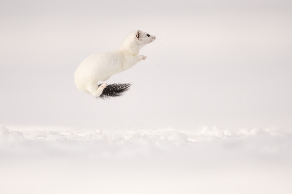 Stoat leaping through fresh snow