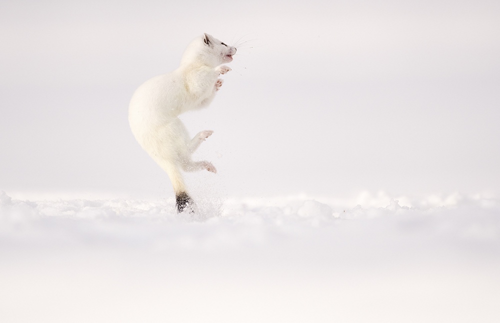 Stoat rising onto its hind legs while landing in fresh snow