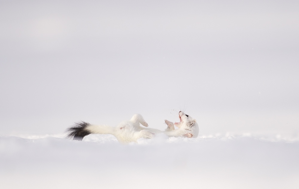 Stoat rolling on its back in fresh snow