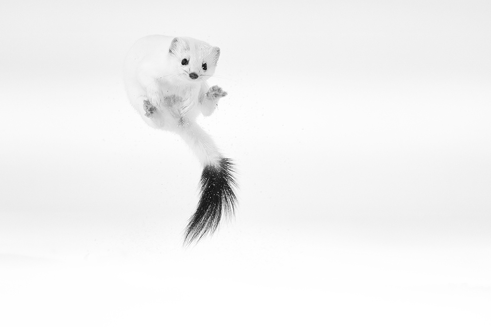 Stoat in its white winter coat against fresh snow