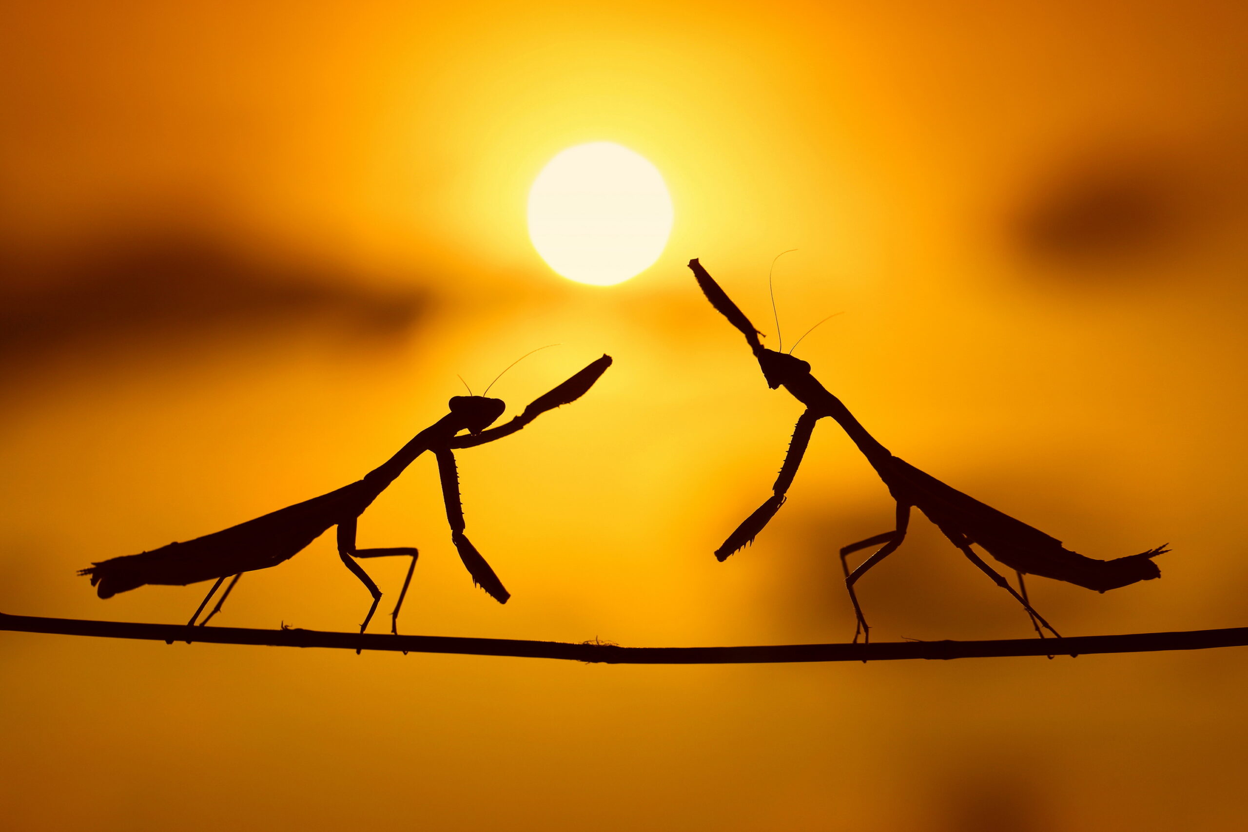 Two Mediterranean mantises facing each other at sunset in Nicosia, Cyprus