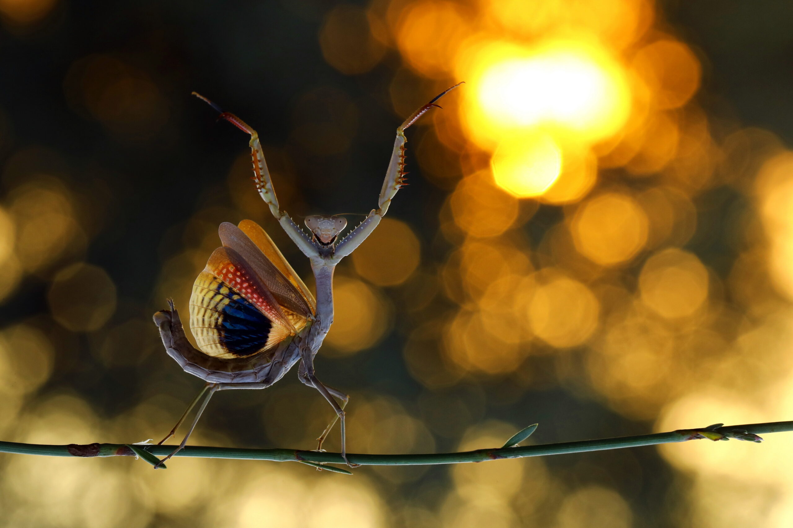 A Mediterranean mantis raising its forelegs and flaring its wings in a defensive display