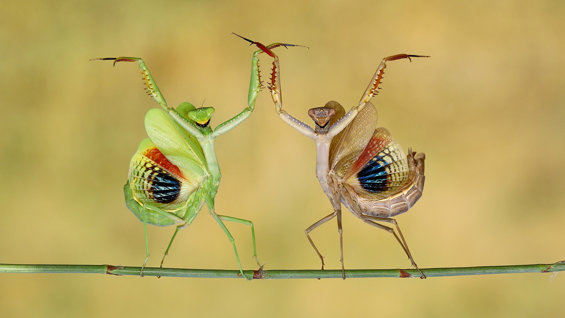 Two Mediterranean mantises in their defensive display in Nicosia, Cyprus