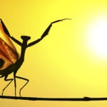 Sunward. A Mediterranean mantis (Iris oratoria) spreads its wings against the sun, Nicosia, Cyprus.