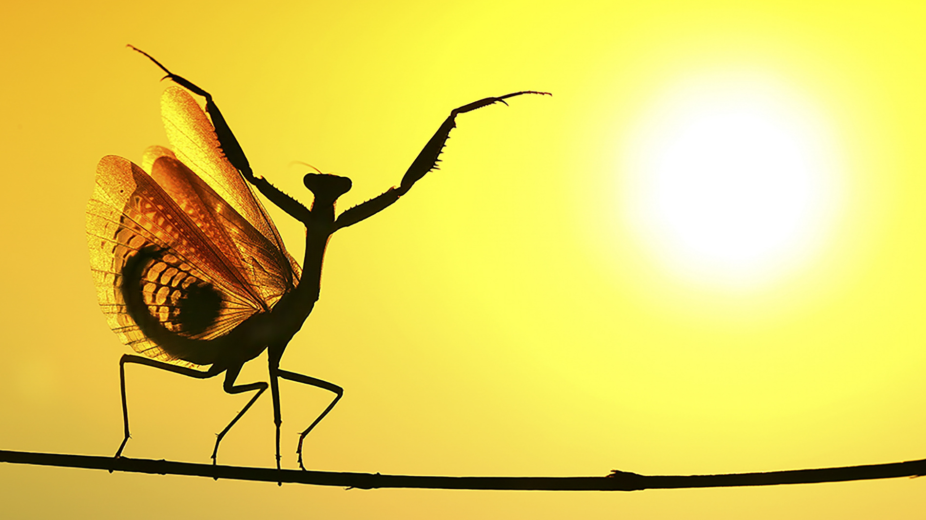 Sunward. A Mediterranean mantis (Iris oratoria) spreads its wings against the sun, Nicosia, Cyprus.