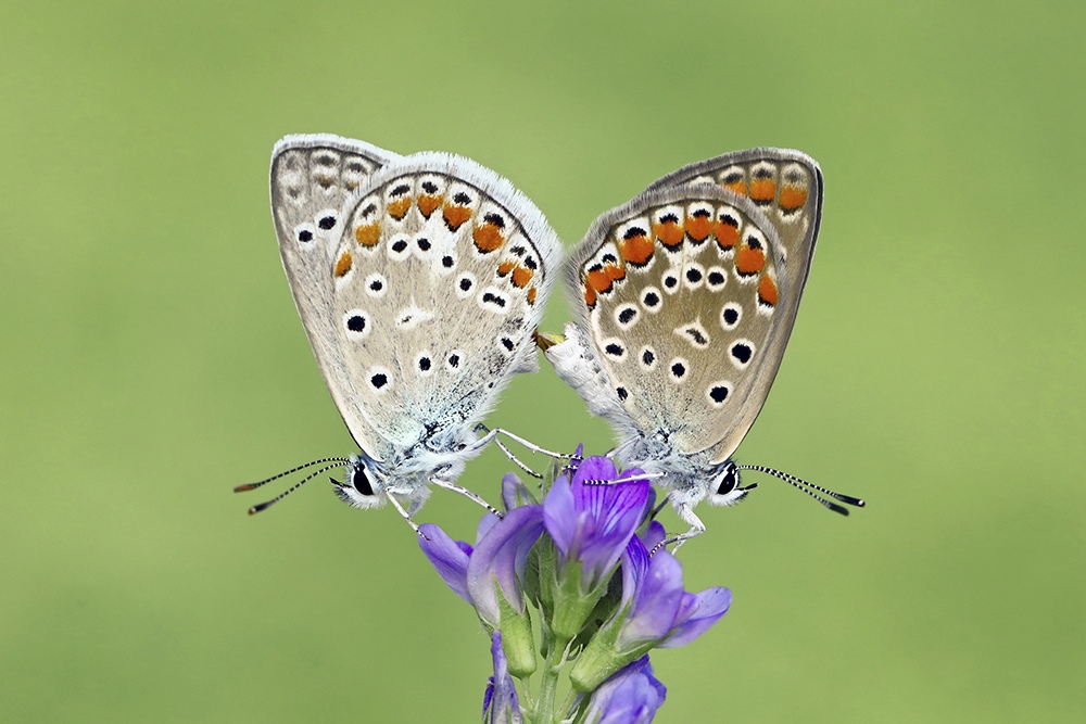 Two Common Blue butterflies resting on an alfalfa flower in Nicosia, Cyprus