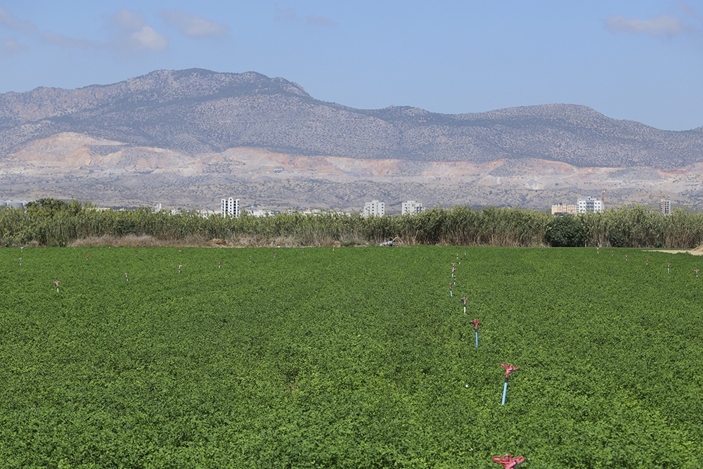An alfalfa field where Hasan Baglar searches for mantises and butterflies in Nicosia, Cyprus