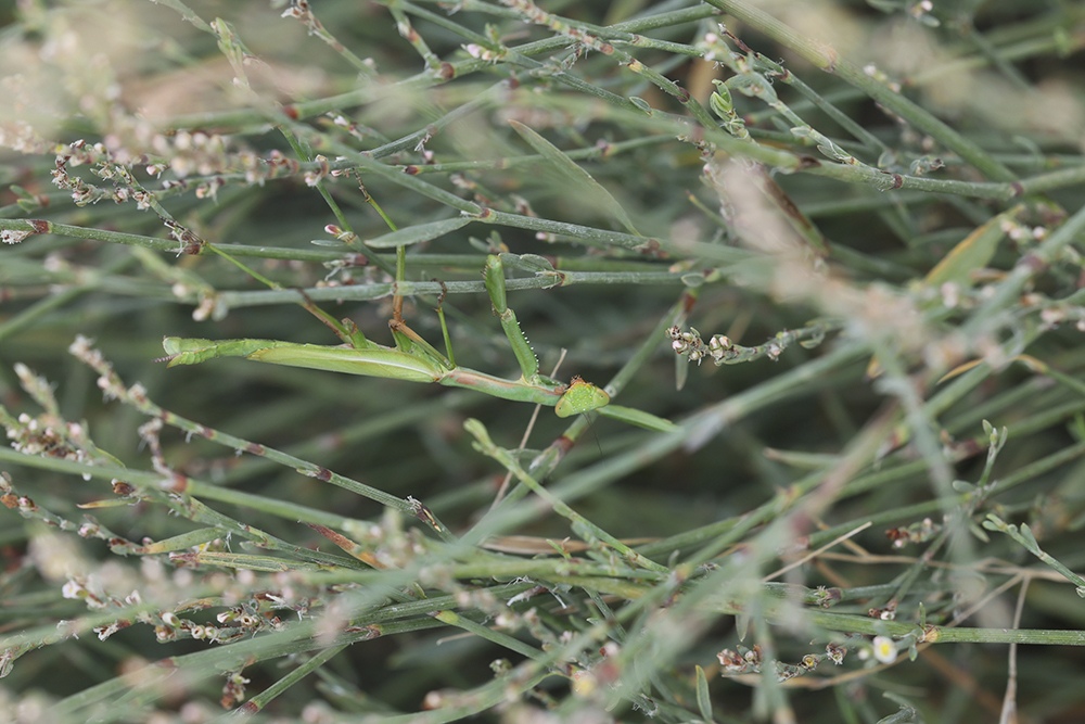 A mantis camouflaged among plant stems in Nicosia, Cyprus