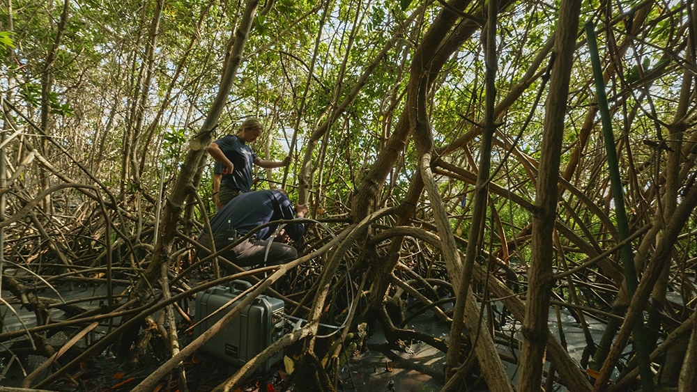 Researchers at work among mangrove roots at Biosphere 2
