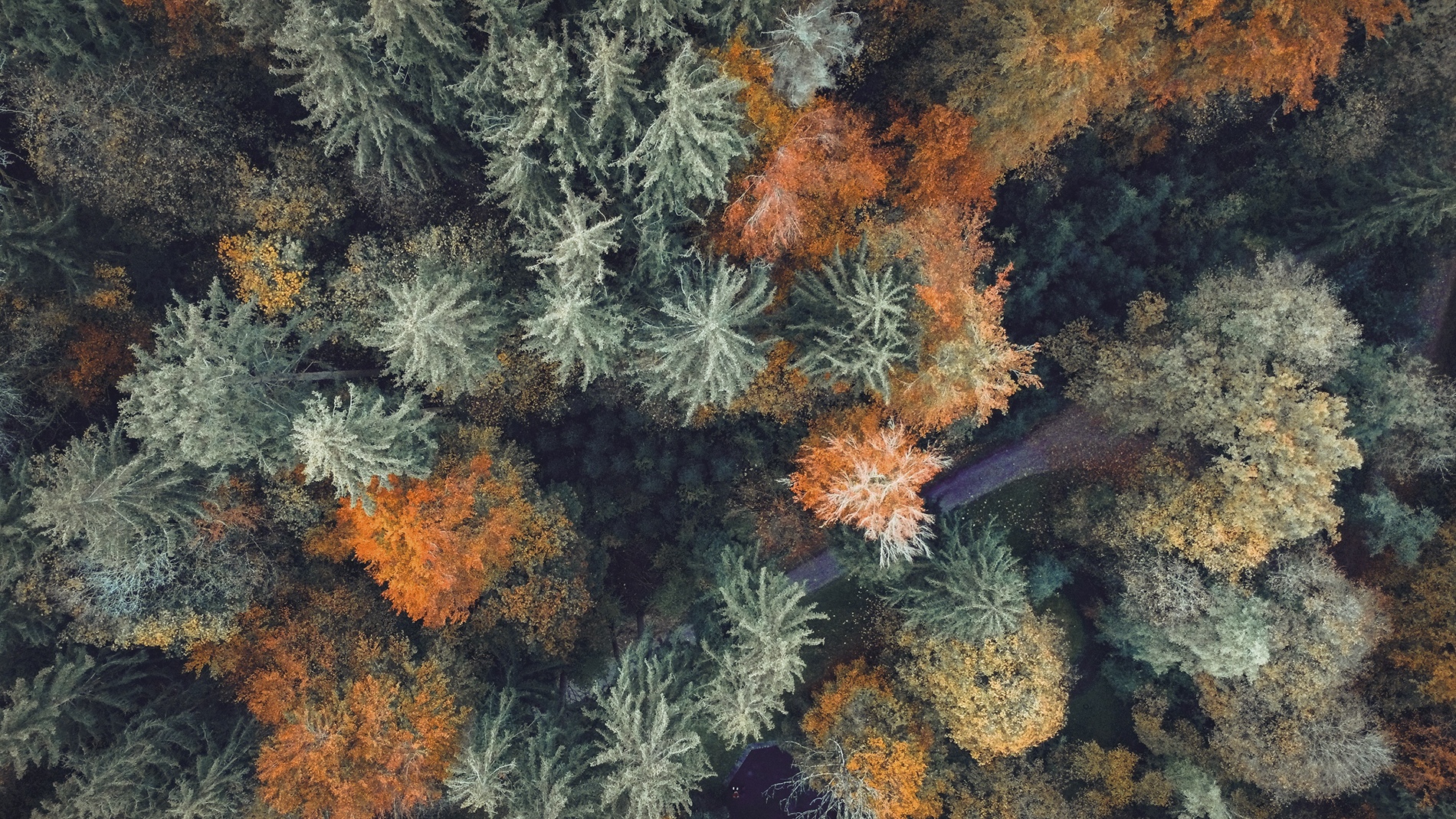 Aerial view of a mixed forest in autumn, with silvery green evergreens among trees turning orange and gold, and a narrow path winding through the trees